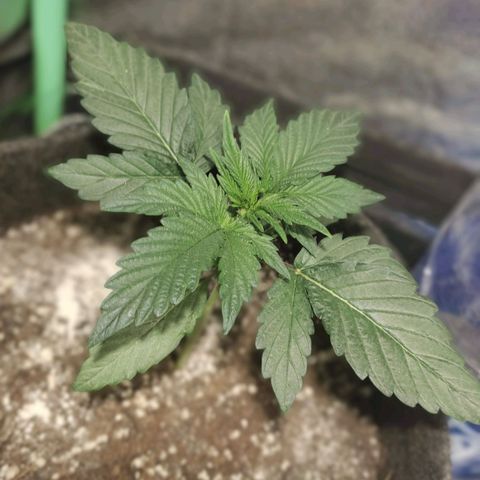 Easy Bud growlog photo: Registro