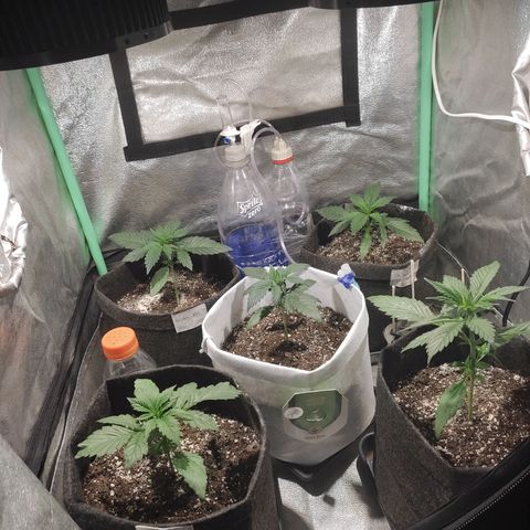 Easy Bud growlog photo: Registro