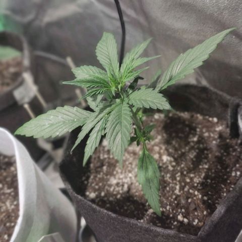 Easy Bud growlog photo: Registro