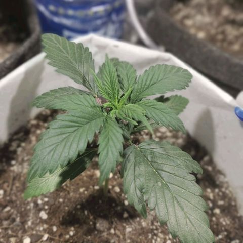 Easy Bud growlog photo: Registro