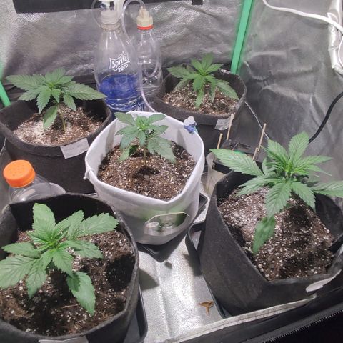 Easy Bud growlog photo: Registro
