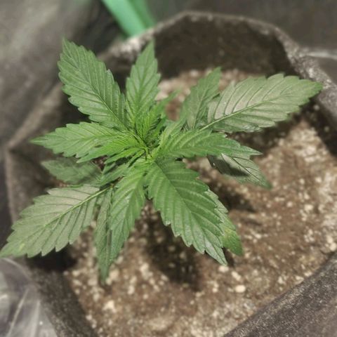Easy Bud growlog photo: Registro