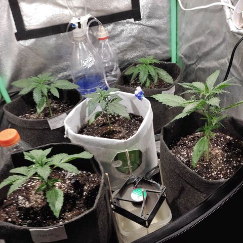 Easy Bud growlog photo: Foliar delta 9 todas