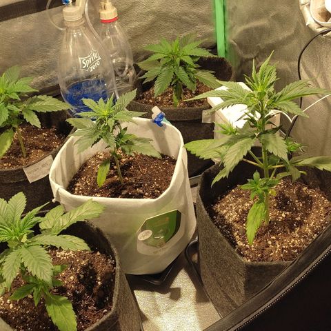 Easy Bud growlog photo: 4ta semana 300cc impecableeee