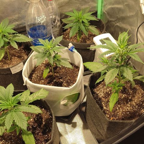 Easy Bud growlog photo: 4ta semana 300cc impecableeee