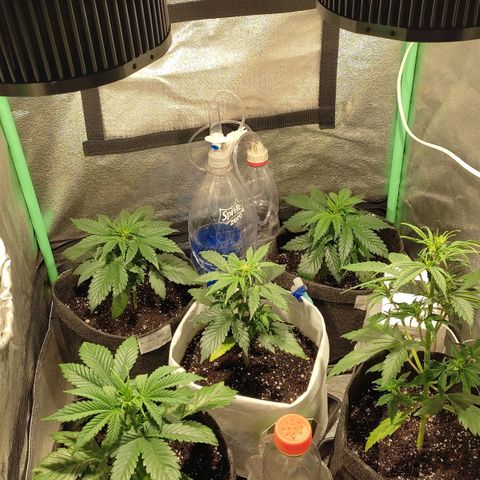 Easy Bud growlog photo: Registro comida 5ta semana