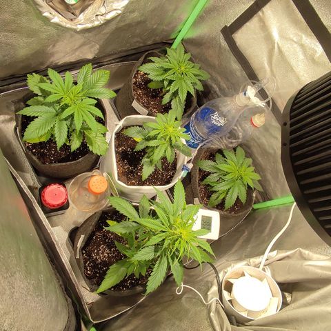 Easy Bud growlog photo: Post delta y comida 5ta