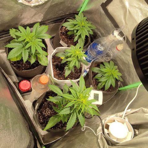 Easy Bud growlog photo: Post delta y comida 5ta