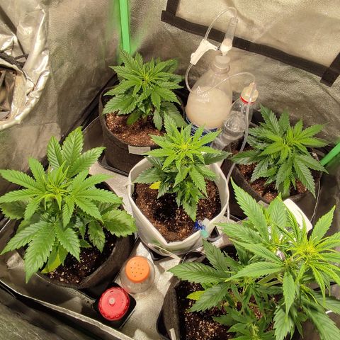 Easy Bud growlog photo: Co2 puesto 5ta floracion