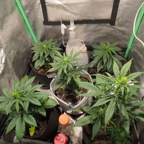 Easy Bud growlog photo: Registro