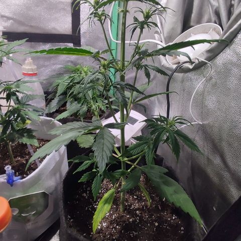 Easy Bud growlog photo: Registro