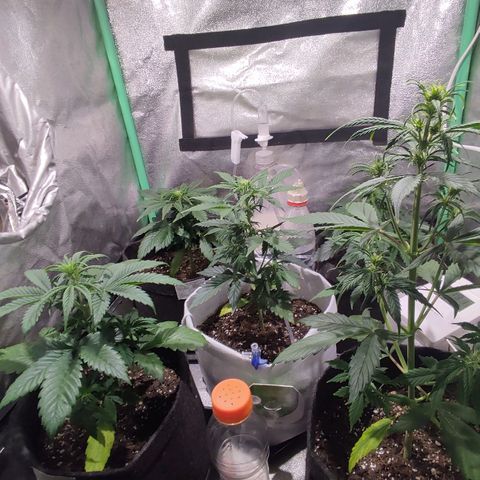 Easy Bud growlog photo: Registro