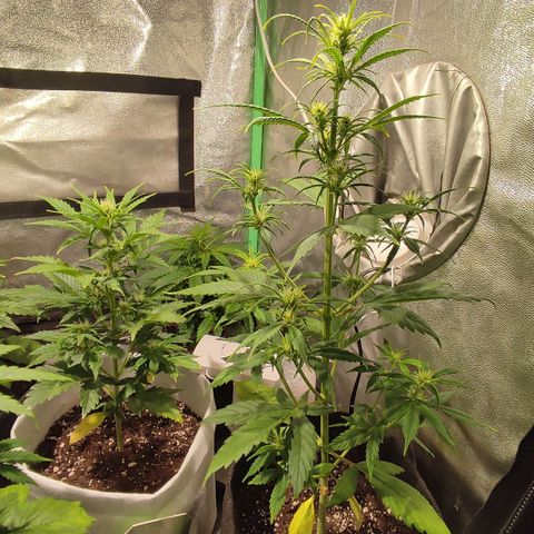Easy Bud growlog photo: Registroo