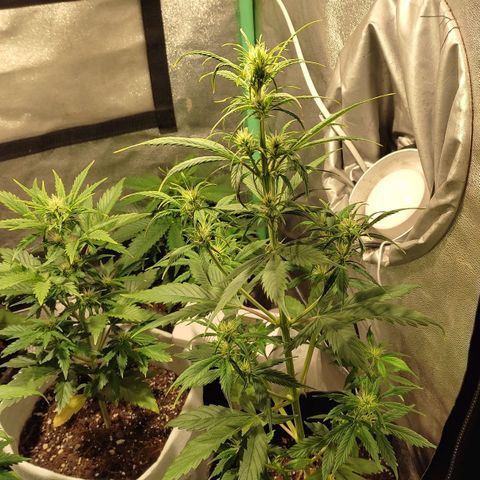 Easy Bud growlog photo: Registroo
