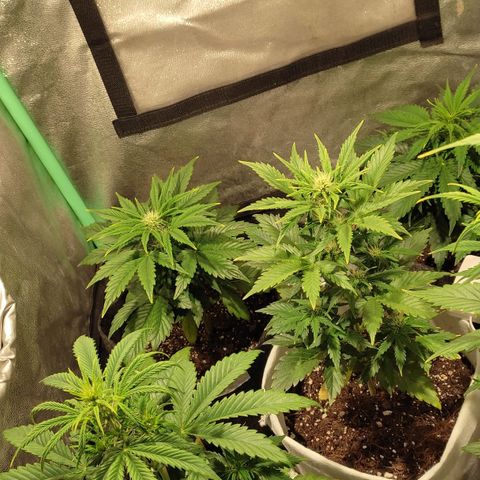 Easy Bud growlog photo: Registroo