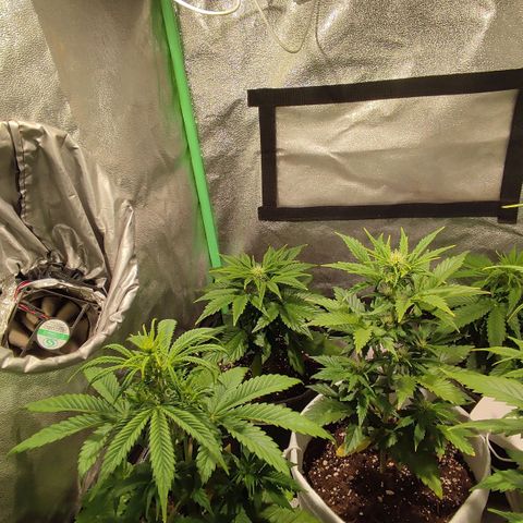 Easy Bud growlog photo: Registroo