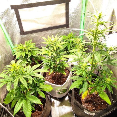 Easy Bud growlog photo: Registroo