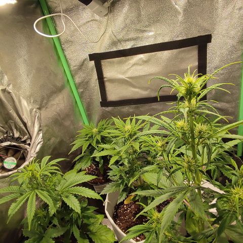 Easy Bud growlog photo: Registroo