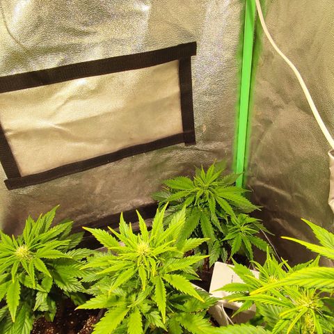 Easy Bud growlog photo: Registroo