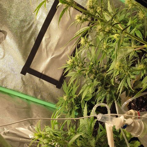 Easy Bud growlog photo: Registro