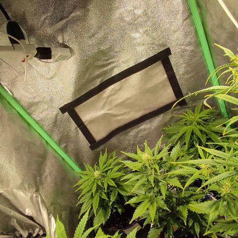 Easy Bud growlog photo: Registro