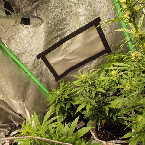 Easy Bud growlog photo: Registro