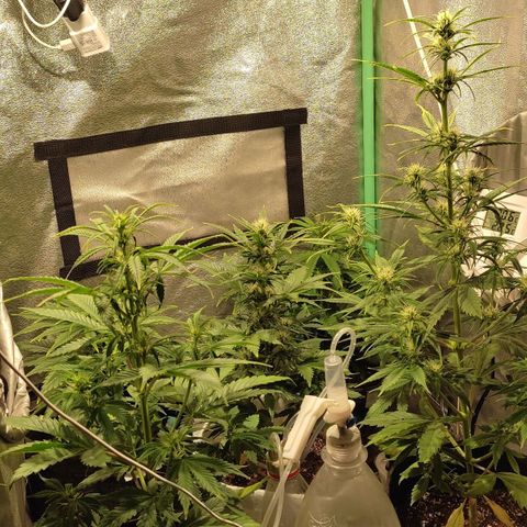 Easy Bud growlog photo: Registro