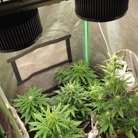 Easy Bud growlog photo: Registro
