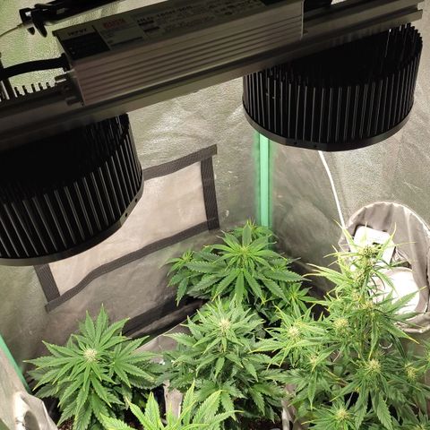 Easy Bud growlog photo: Registro