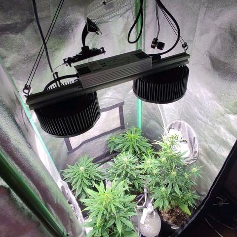 Easy Bud growlog photo: Registro