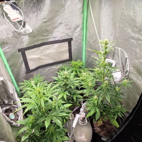 Easy Bud growlog photo: Registro