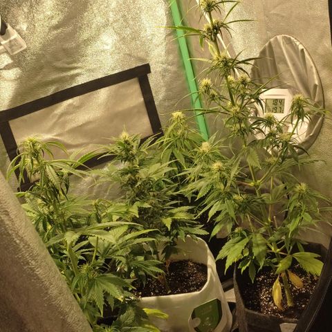 Easy Bud growlog photo: Registro