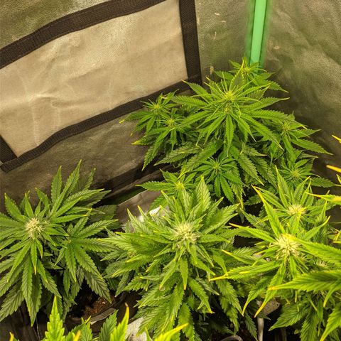 Easy Bud growlog photo: Registro