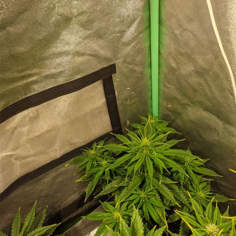 Easy Bud growlog photo: Registro