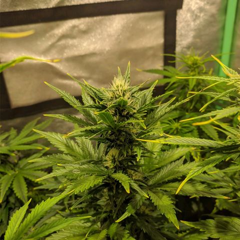 Easy Bud growlog photo: Registro