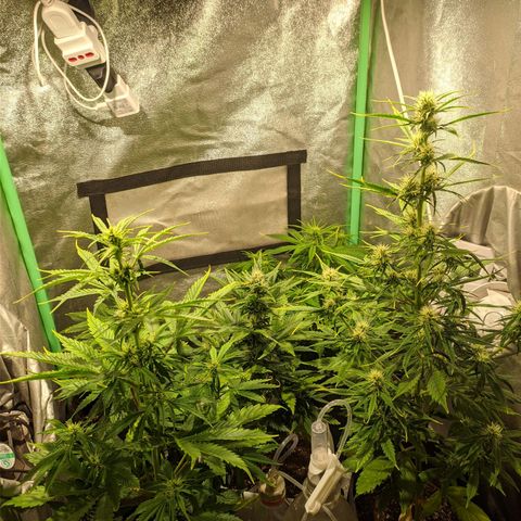 Easy Bud growlog photo: Registro