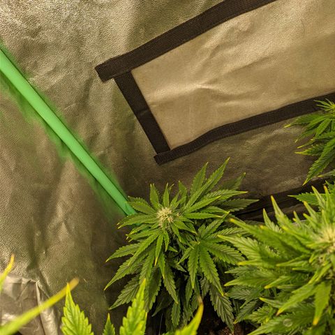 Easy Bud growlog photo: Registro