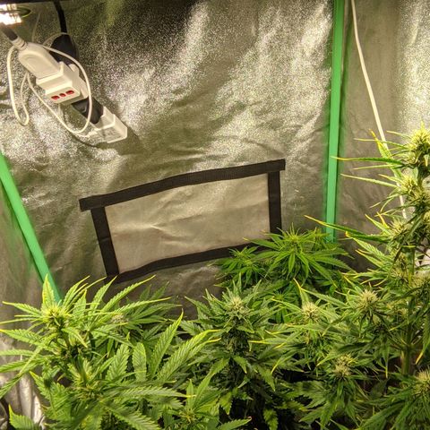 Easy Bud growlog photo: Registro