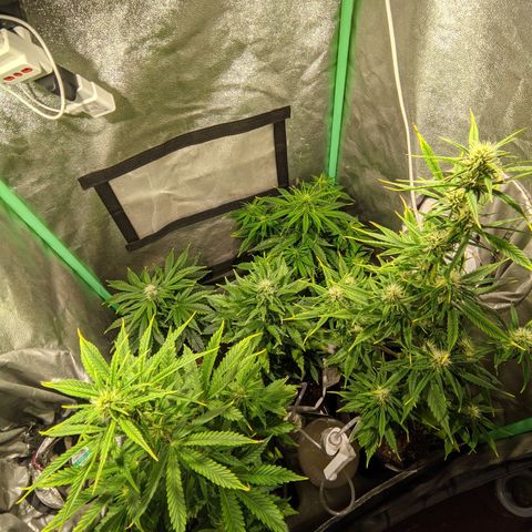 Easy Bud growlog photo: Registro