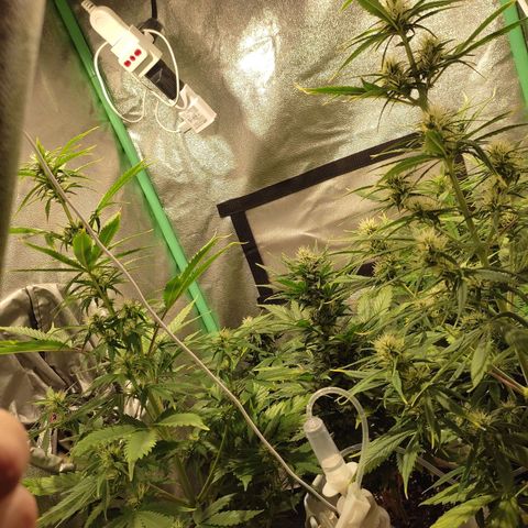 Easy Bud growlog photo: Registro