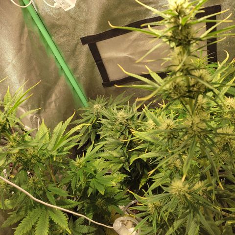 Easy Bud growlog photo: Registro