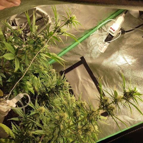 Easy Bud growlog photo: Registro
