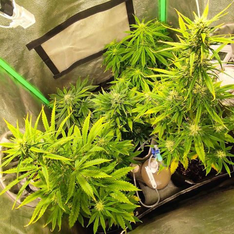 Easy Bud growlog photo: Registro post comida todo perfecto ( mazar estaba caída pero volvió)