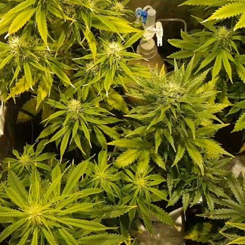 Easy Bud growlog photo: Registro post comida todo perfecto ( mazar estaba caída pero volvió)