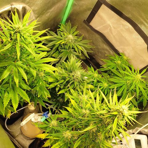 Easy Bud growlog photo: Registro post comida todo perfecto ( mazar estaba caída pero volvió)