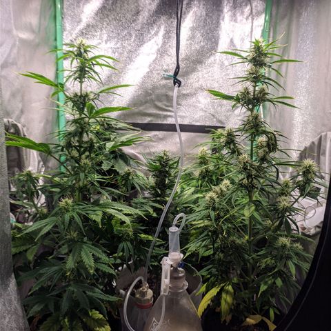 Easy Bud growlog photo: Registro