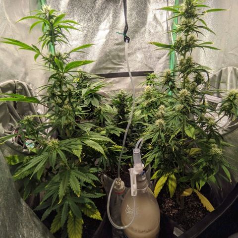 Easy Bud growlog photo: Registro