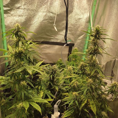 Easy Bud growlog photo: Registro ... ( Mazar aún creciendo )