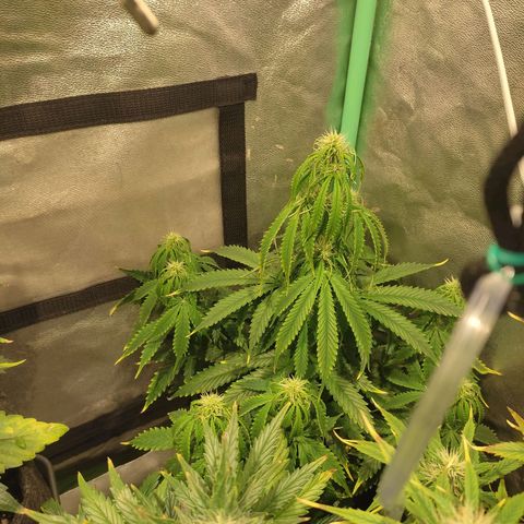 Easy Bud growlog photo: Registro ... ( Mazar aún creciendo )