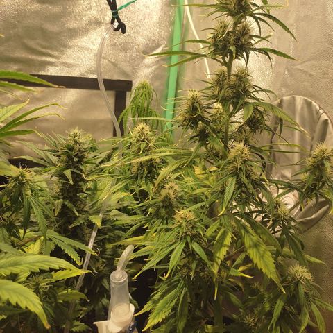 Easy Bud growlog photo: Registro